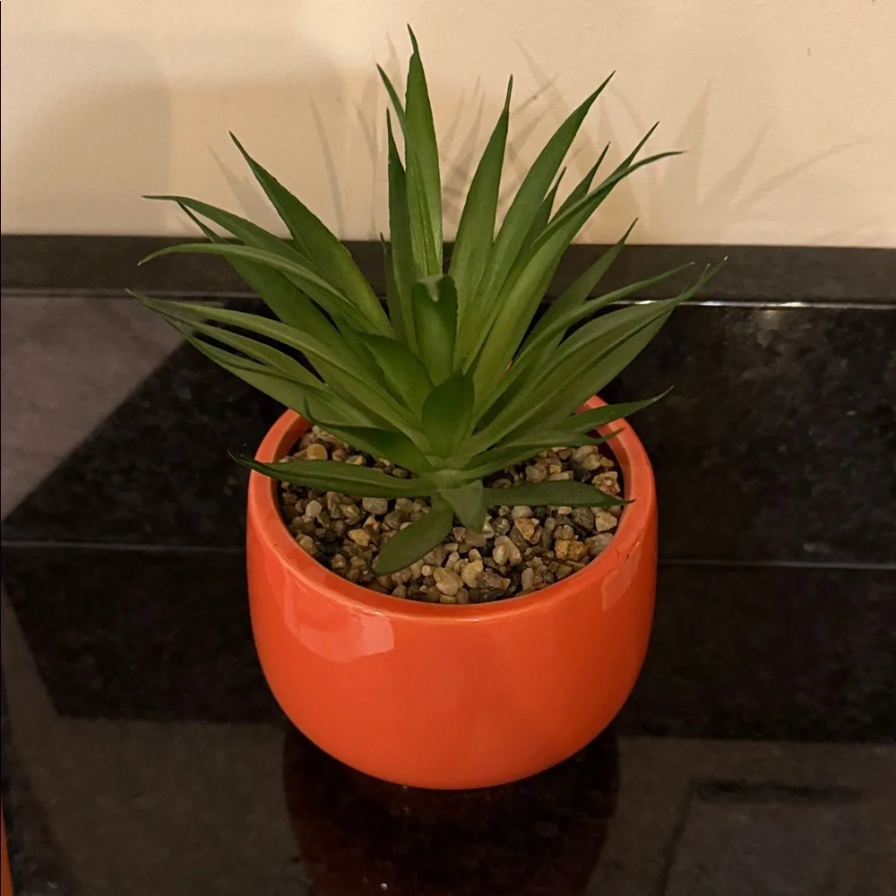 Two fake succulent plants in pots home or dorm decor